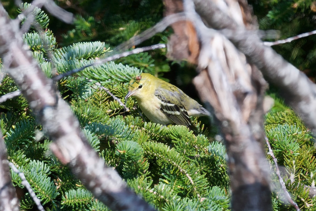 Bay-breasted/Blackpoll Warbler - ML641620415