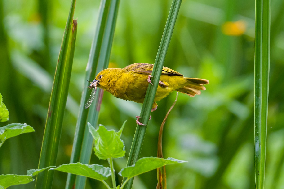 Holub's Golden-Weaver - ML641620422