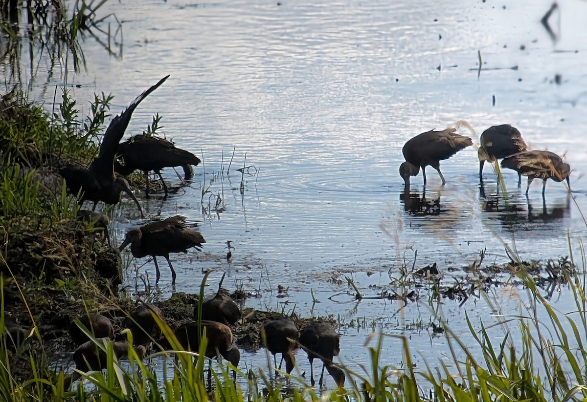Glossy Ibis - ML641620428