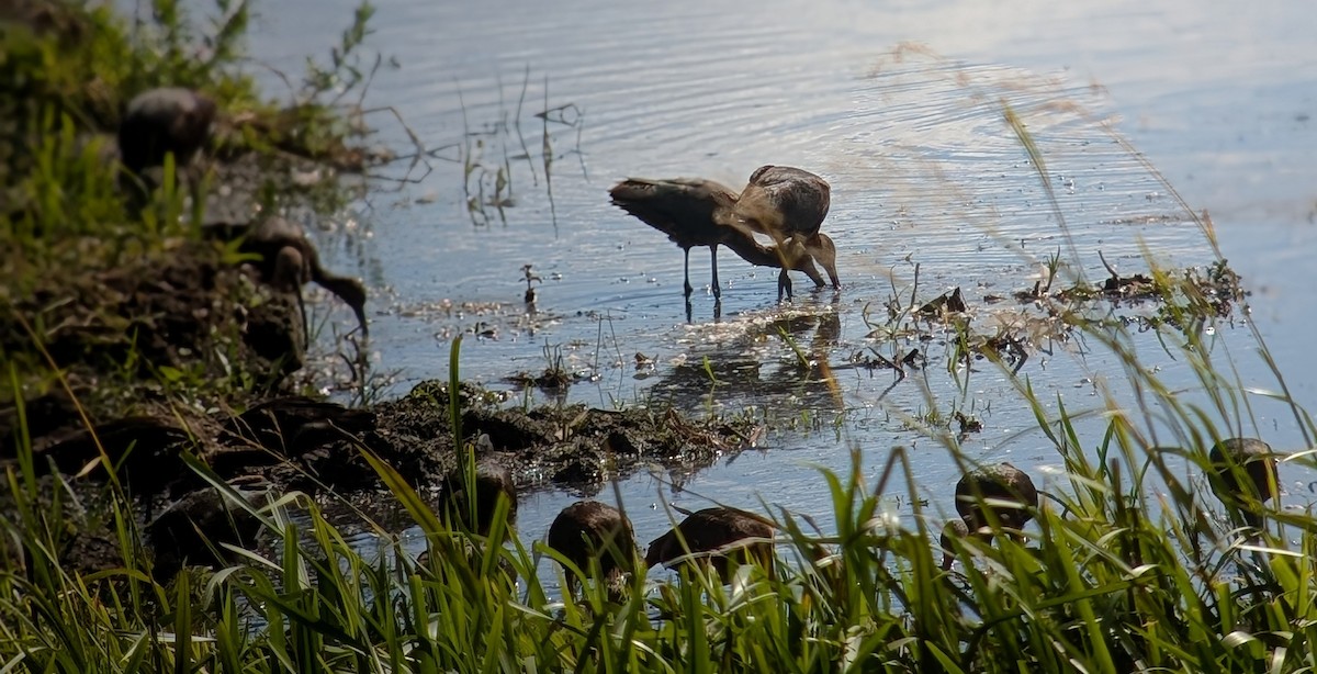 Glossy Ibis - ML641620429