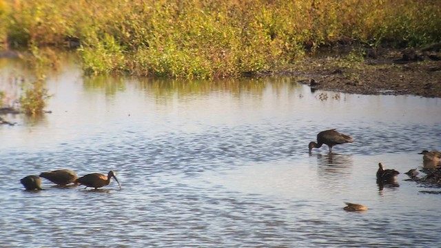 Glossy Ibis - ML641620432