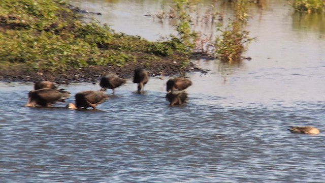 Glossy Ibis - ML641620434
