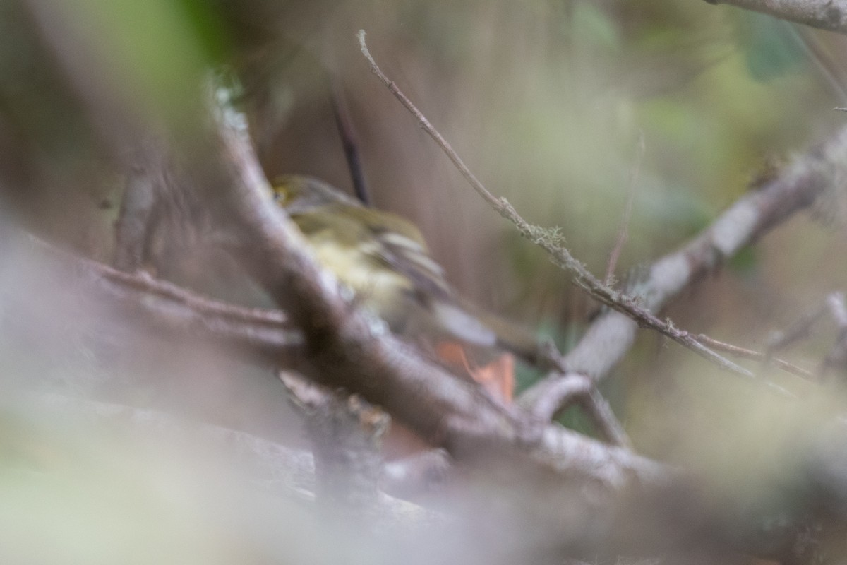White-eyed Vireo - ML641620436