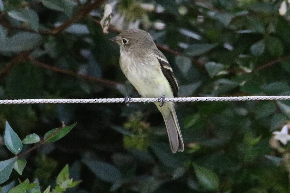 Least Flycatcher - ML641620438