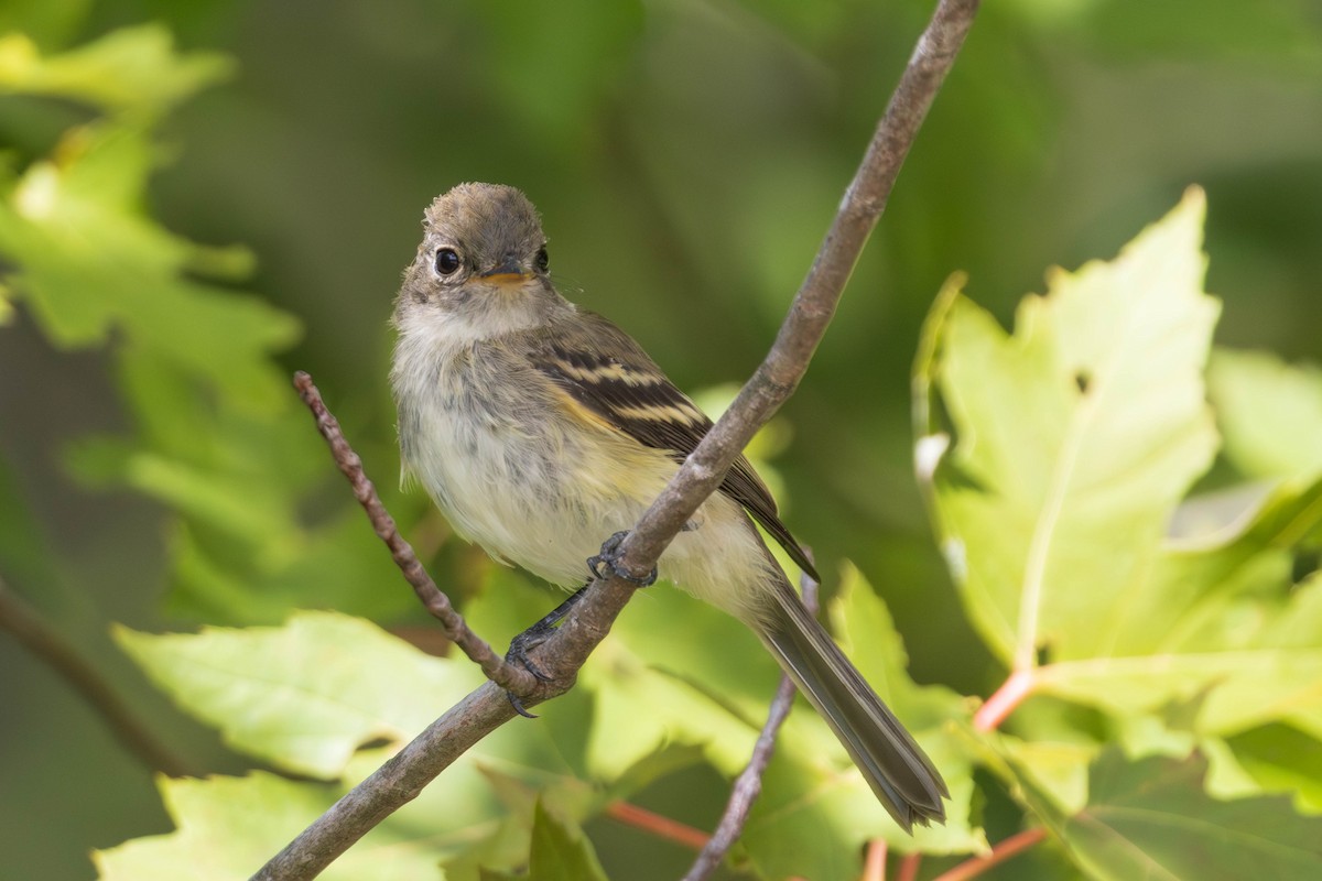 Least Flycatcher - ML641620452