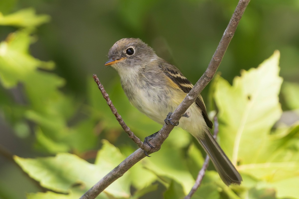 Least Flycatcher - ML641620457