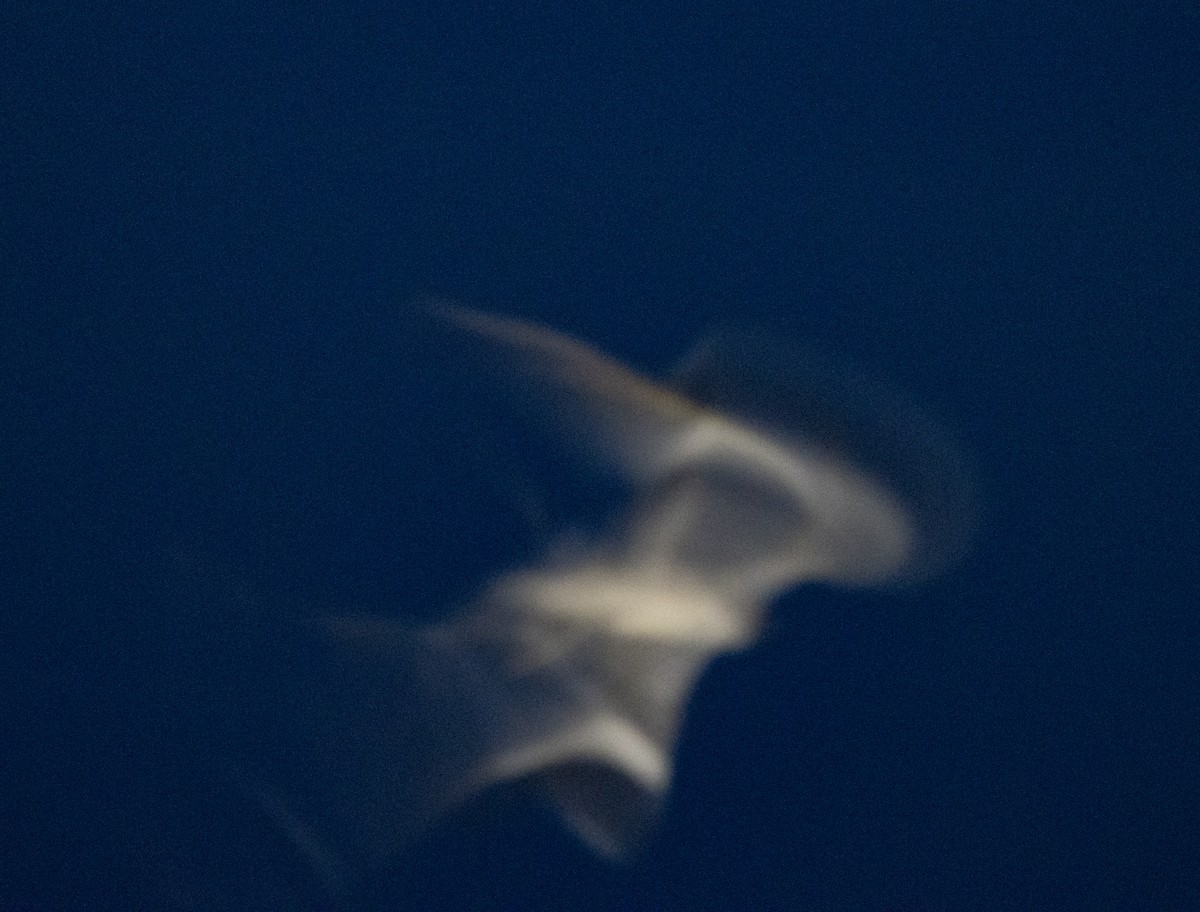 Pennant-winged Nightjar - ML641620480