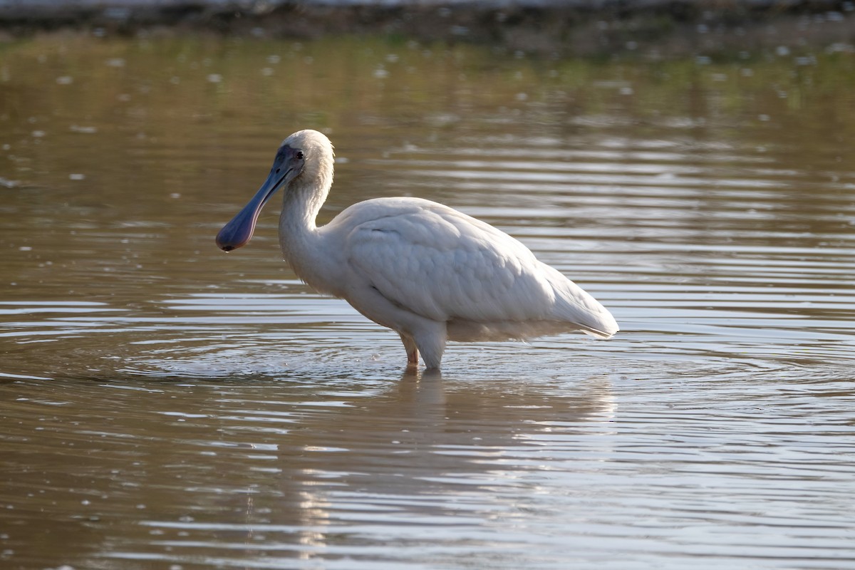 African Spoonbill - ML641620494