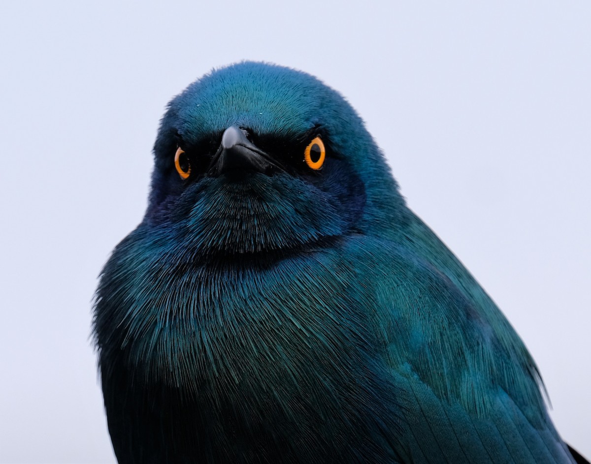 Greater Blue-eared Starling - ML641620600