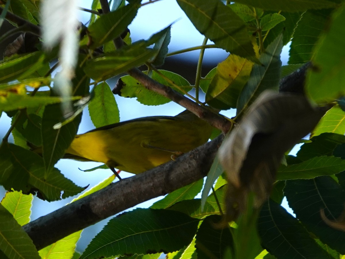 Yellow Warbler - ML641620604