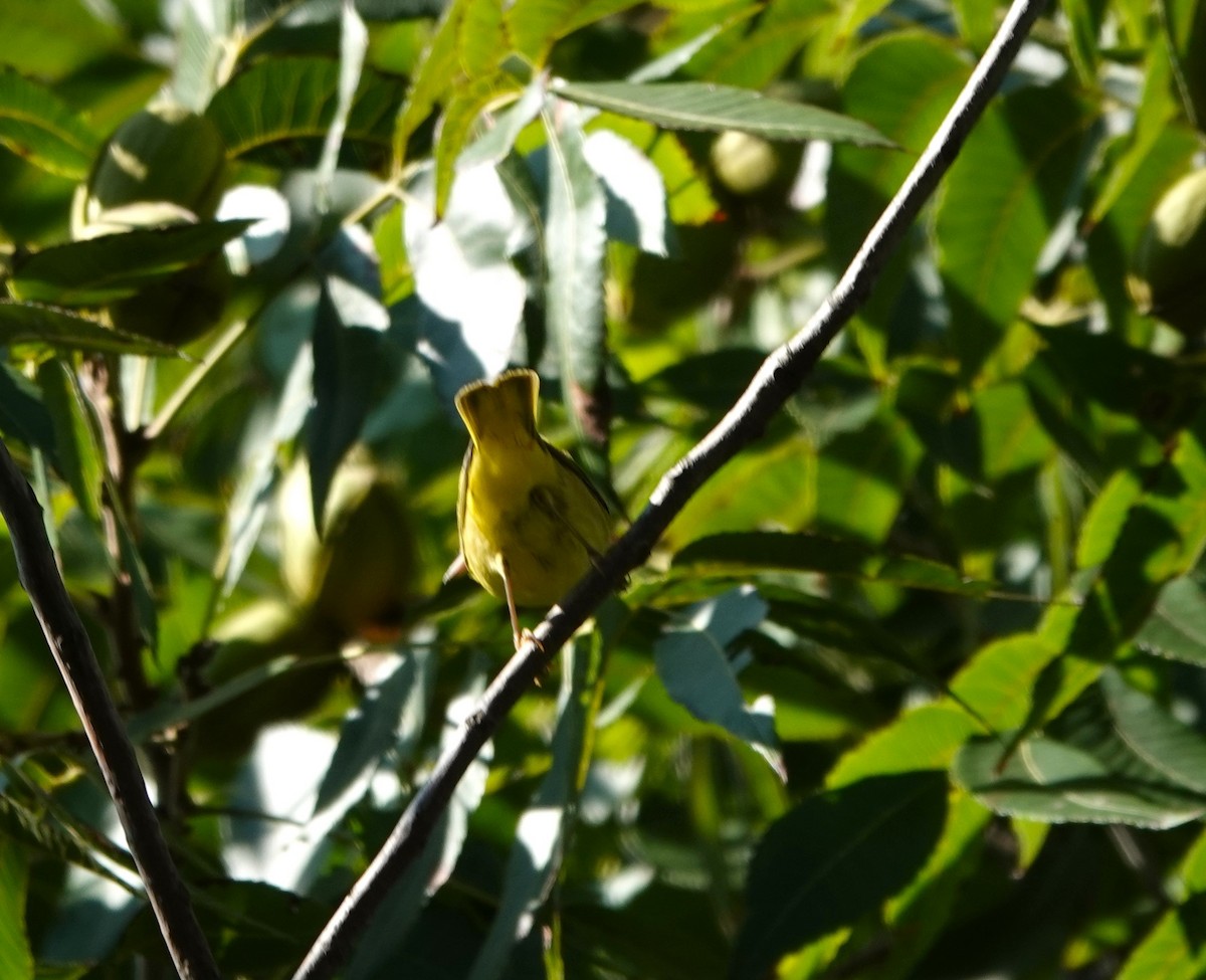Yellow Warbler - ML641620605