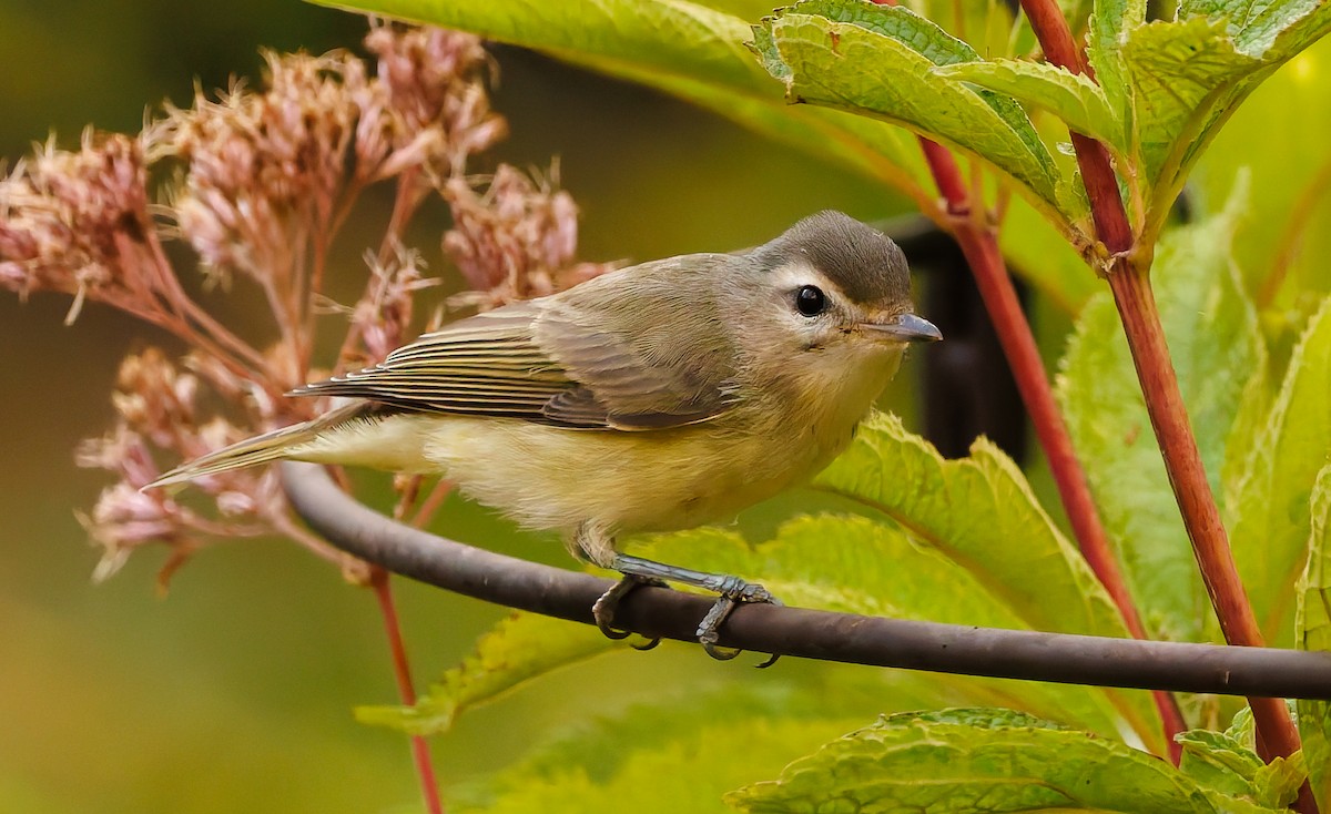 Warbling Vireo - ML641620611