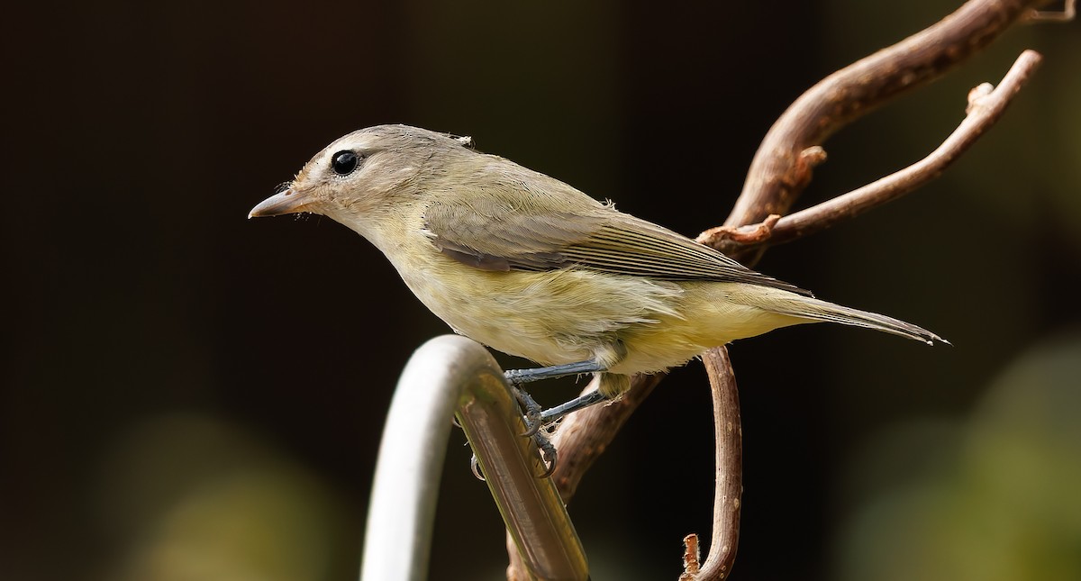 Warbling Vireo - ML641620612