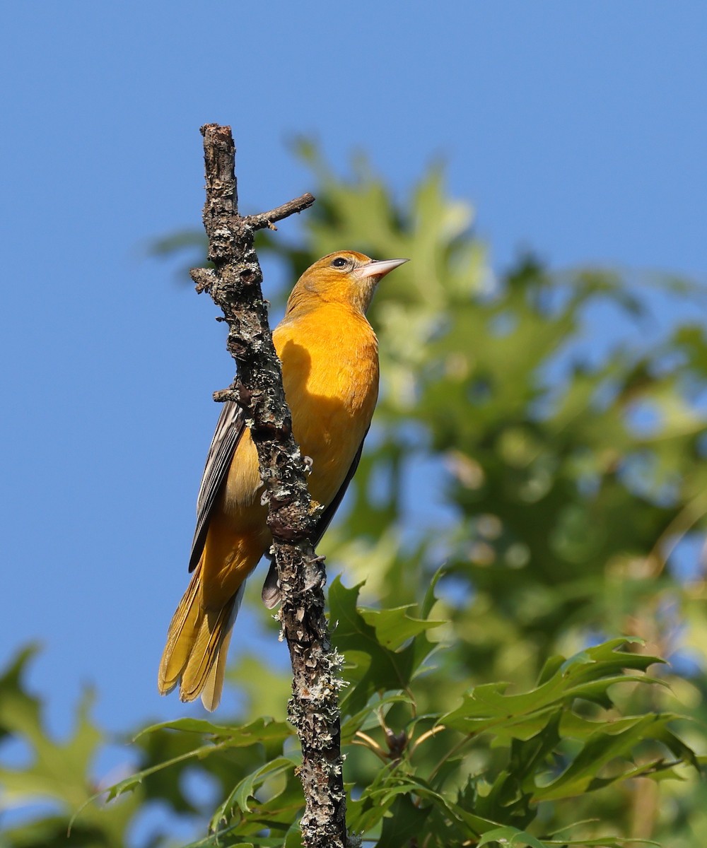 Baltimore Oriole - ML641620617