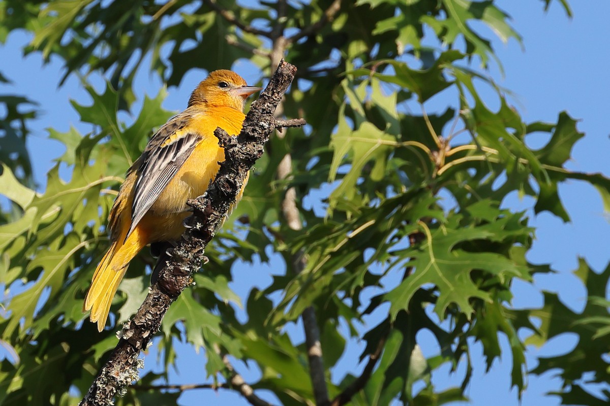 Baltimore Oriole - ML641620619