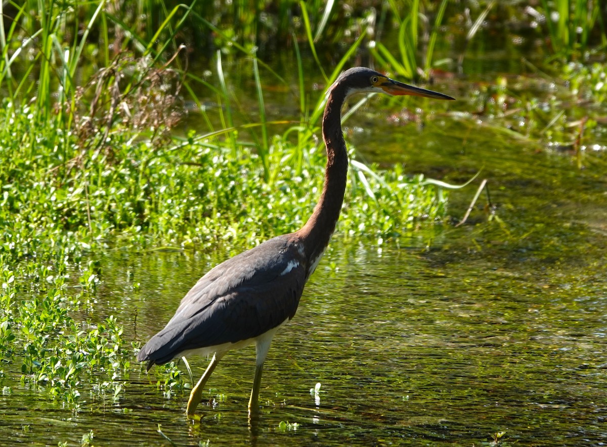 Tricolored Heron - ML641620623