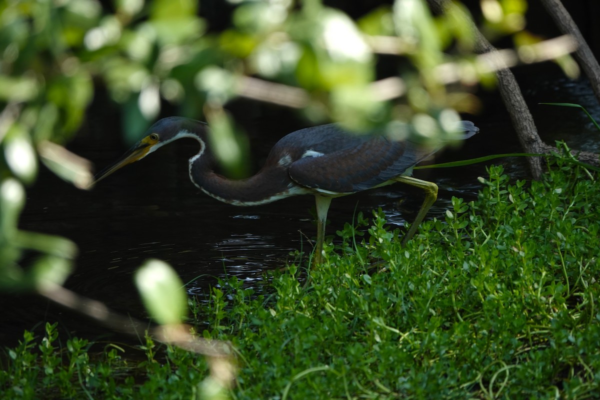 Tricolored Heron - ML641620625