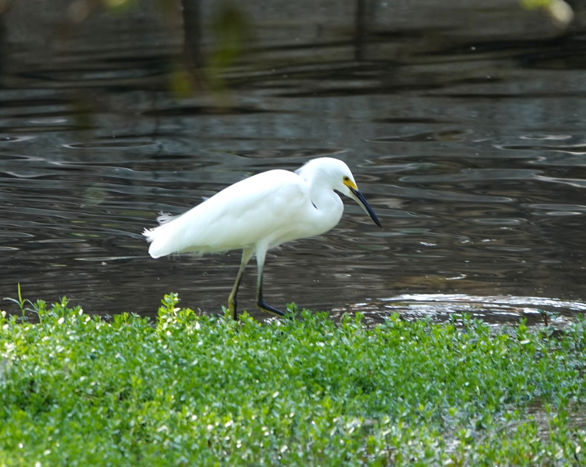 Snowy Egret - ML641620633