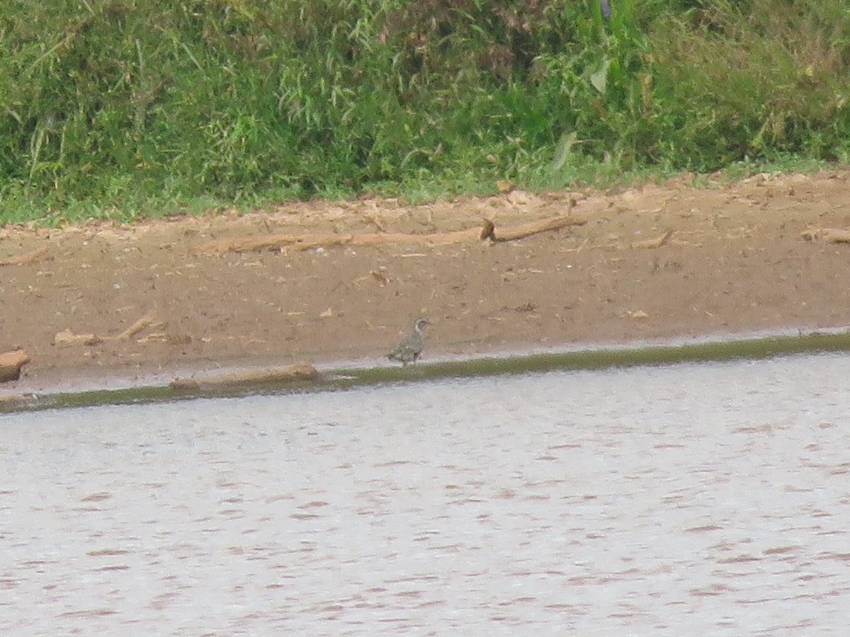 American Golden-Plover - ML641620638