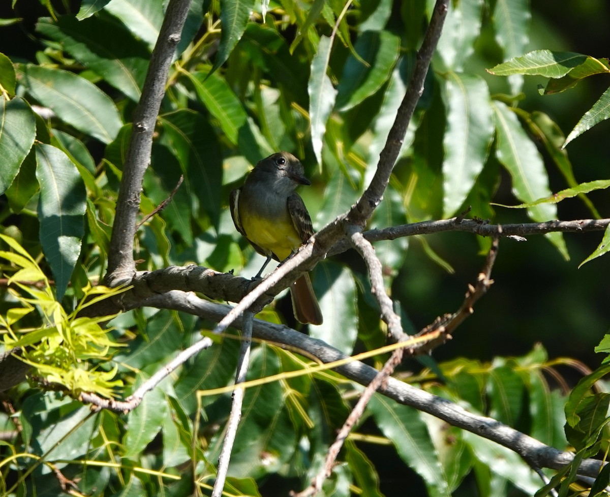 Great Crested Flycatcher - ML641620643