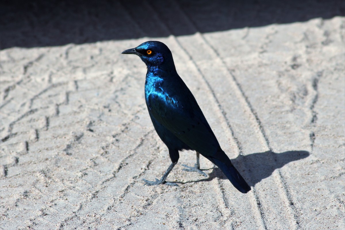 Cape Starling - ML641620644