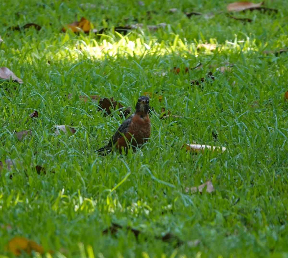 American Robin - ML641620660