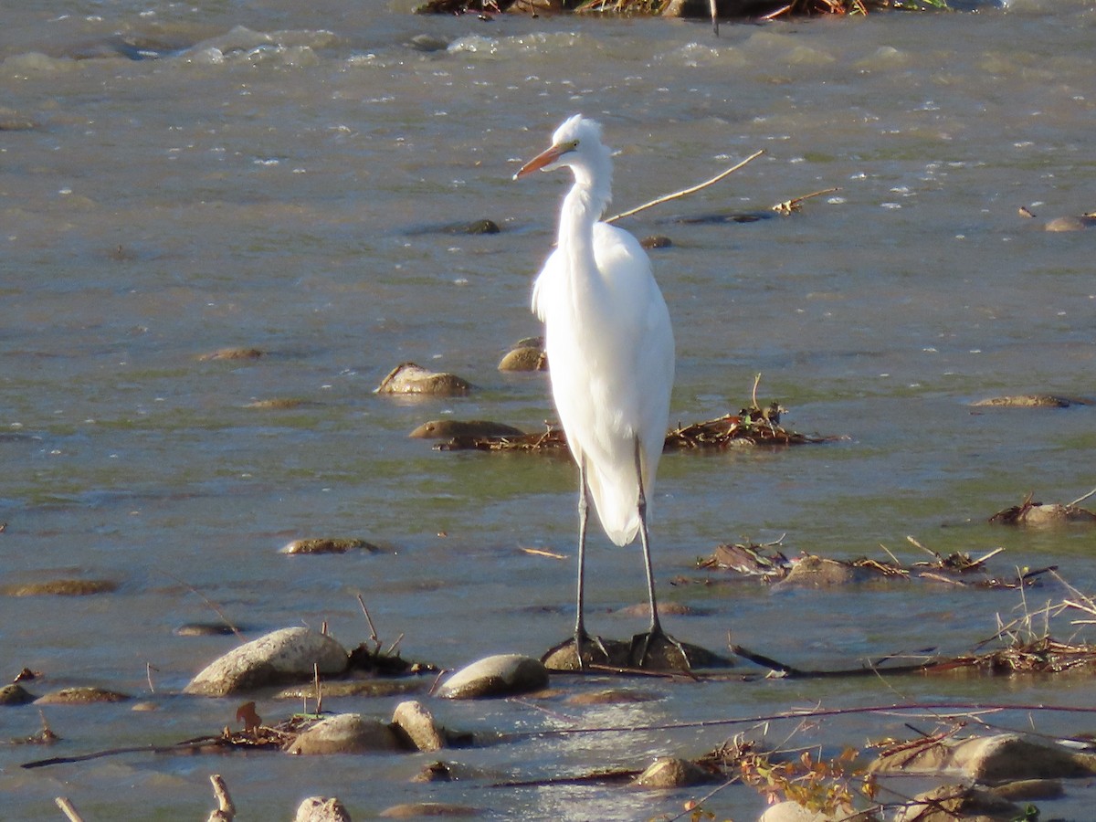 Цасч дэглий - ML641620664