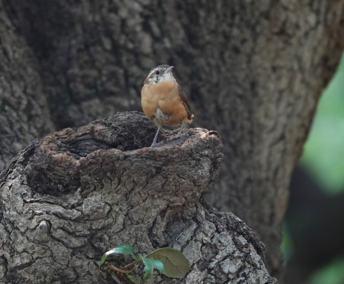 Carolina Wren - ML641620669