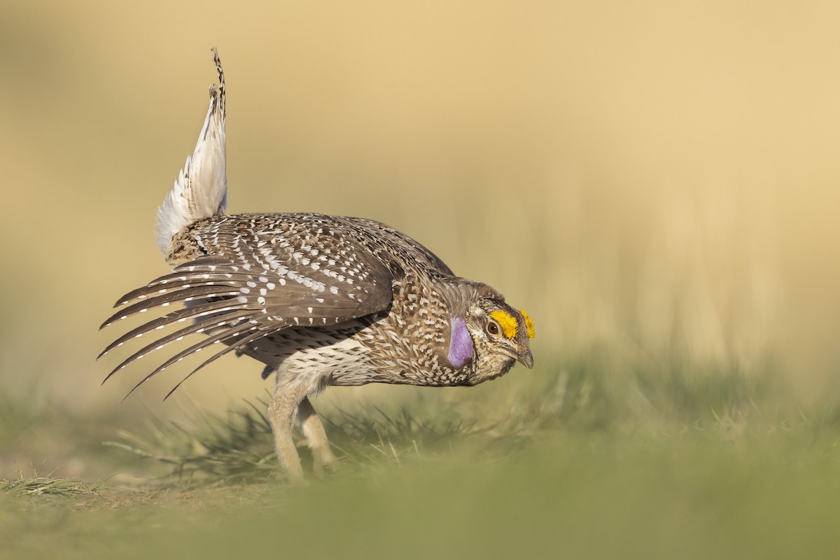 Sharp-tailed Grouse - ML641620679