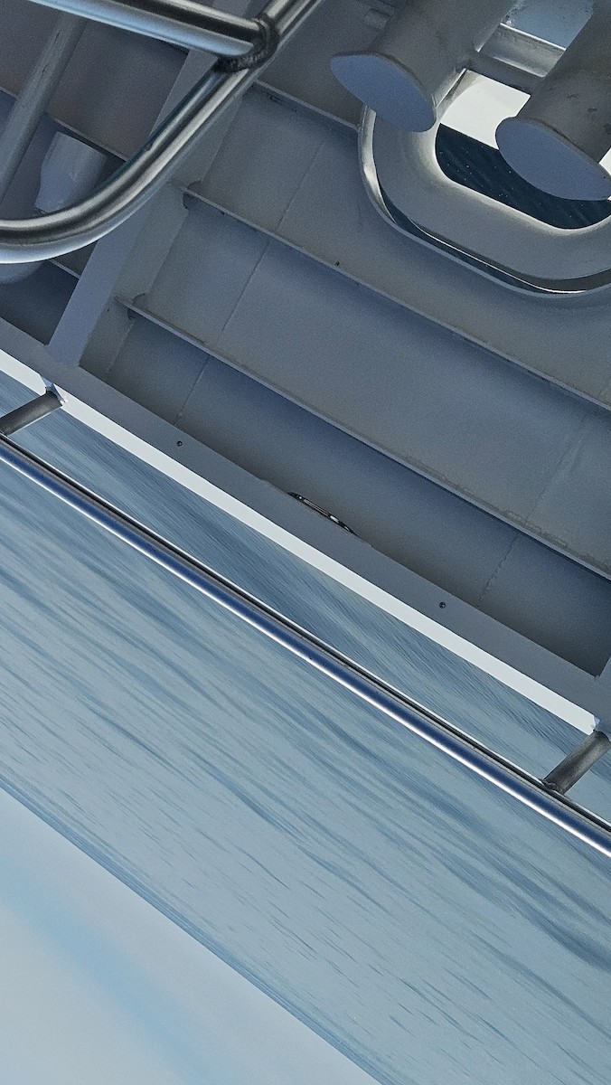 Pine Siskin - ML641620694