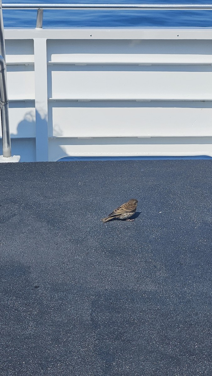 Pine Siskin - ML641620695