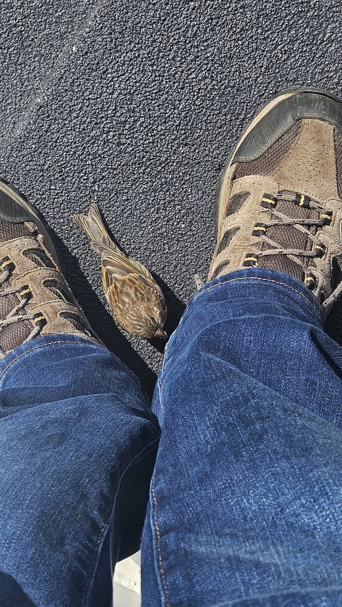 Pine Siskin - ML641620696