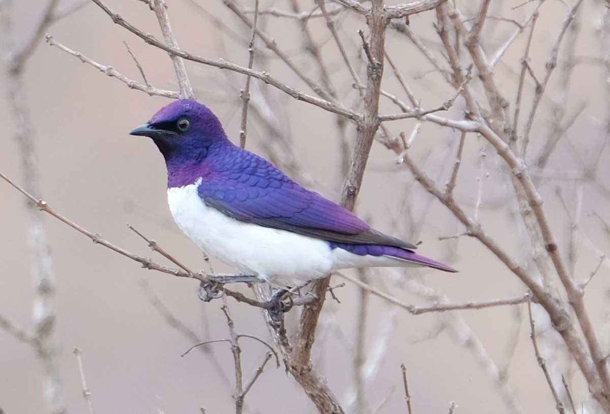 Violet-backed Starling - ML641620725