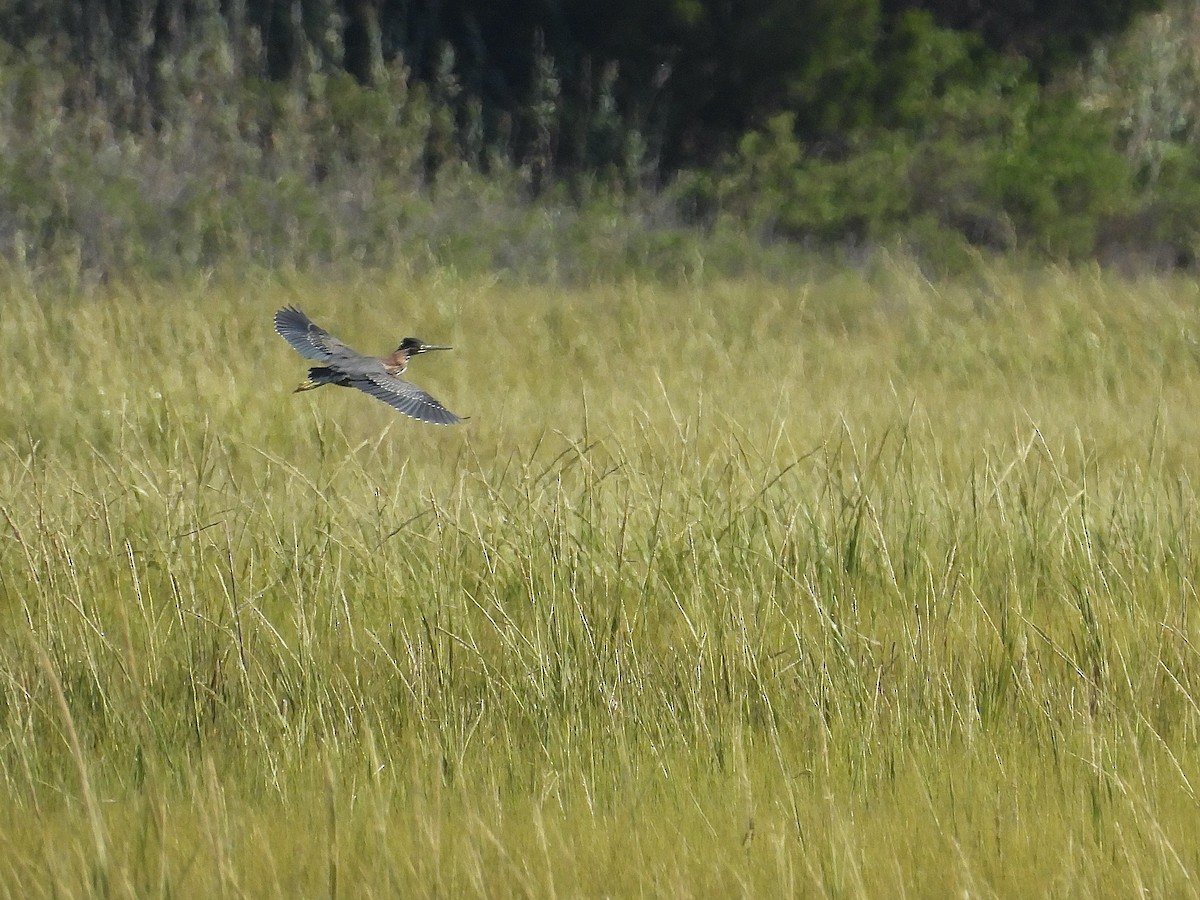 Green Heron - ML641620740