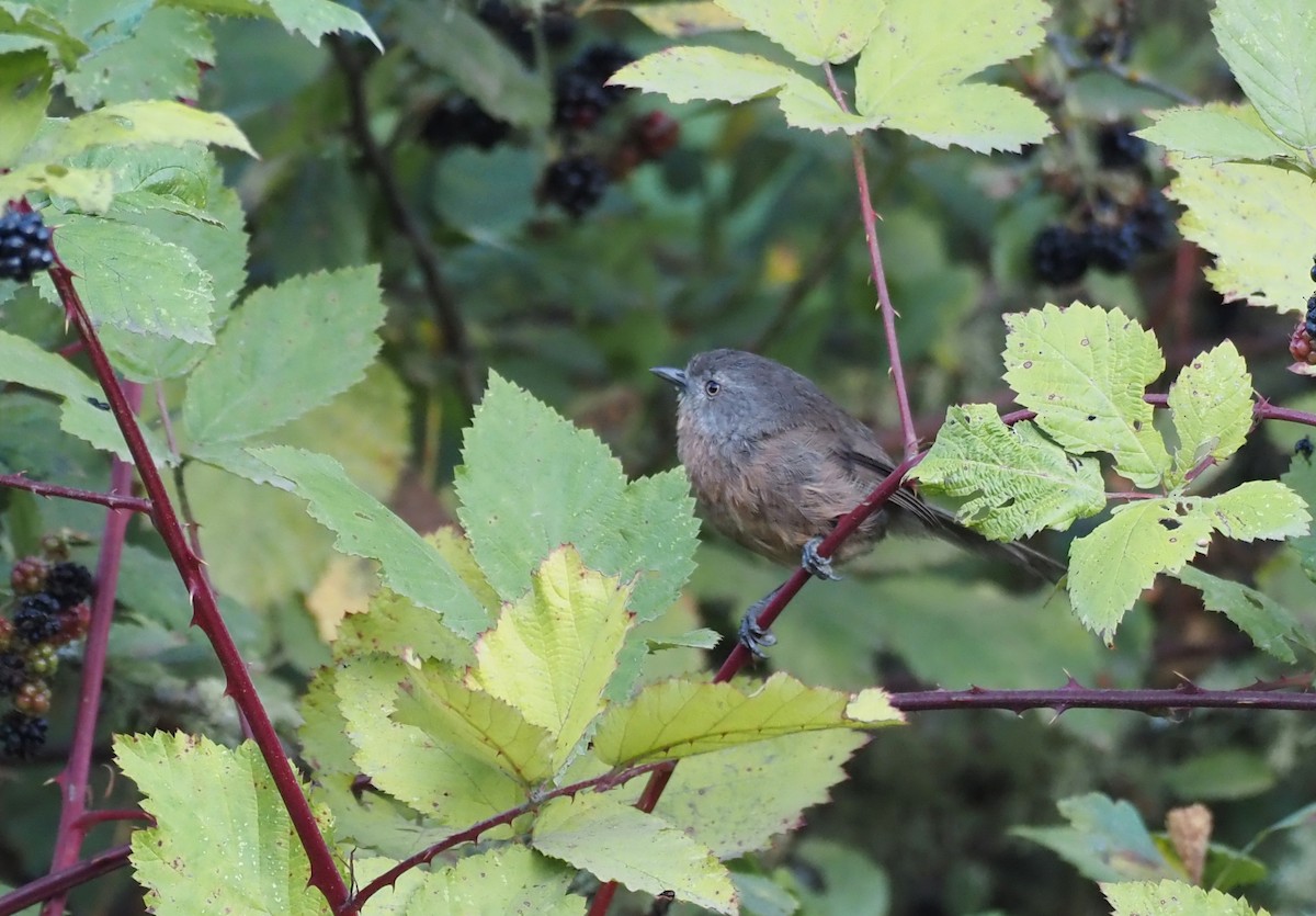 Wrentit - ML641620752