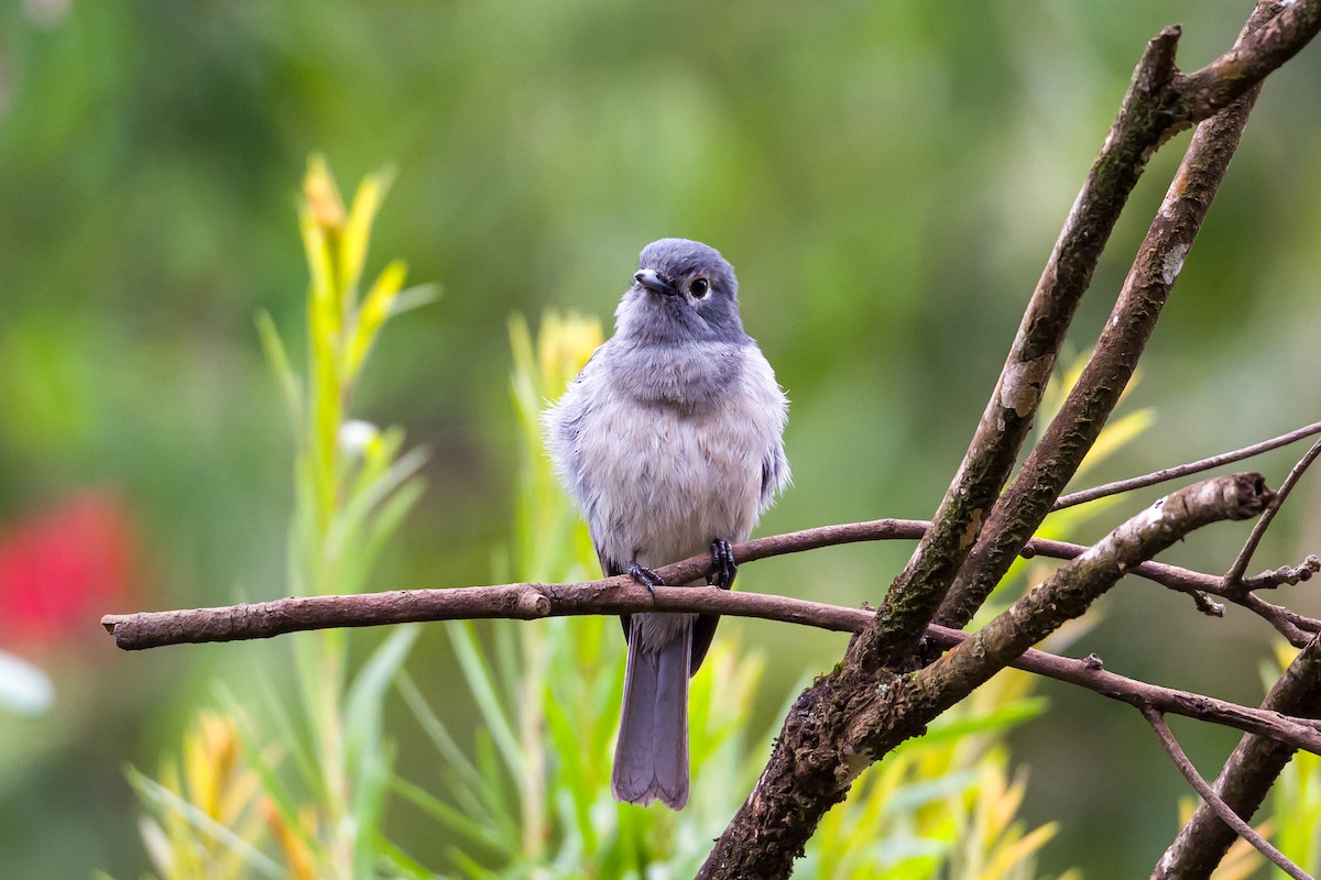 White-eyed Slaty-Flycatcher - ML641620773