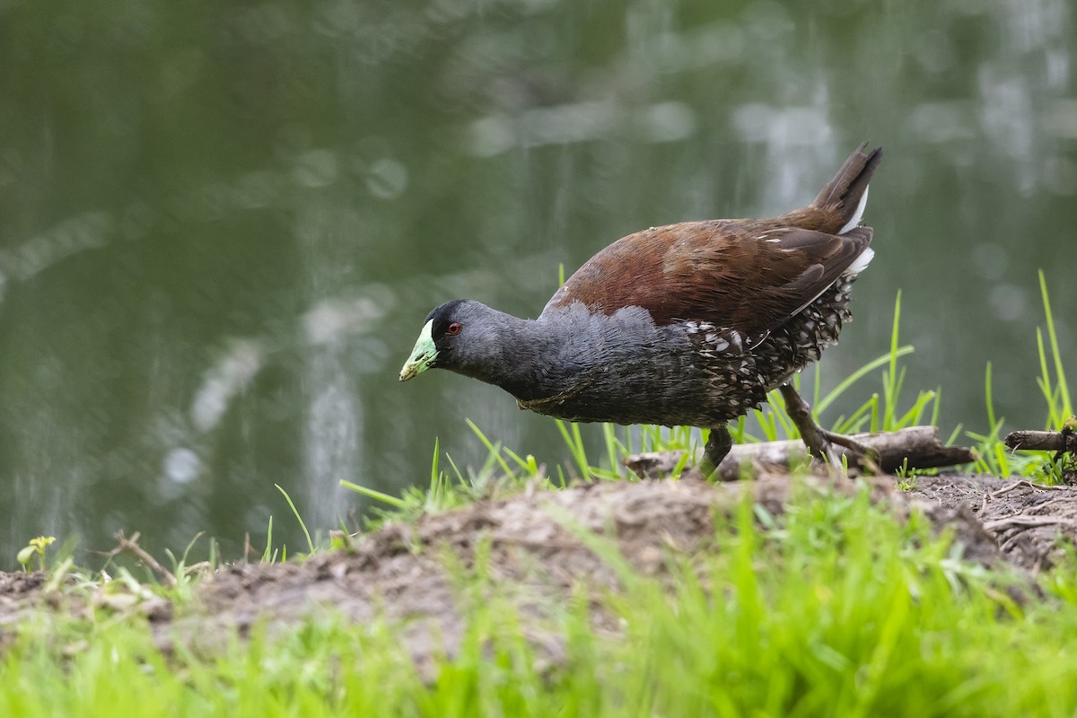 Spot-flanked Gallinule - ML641620784