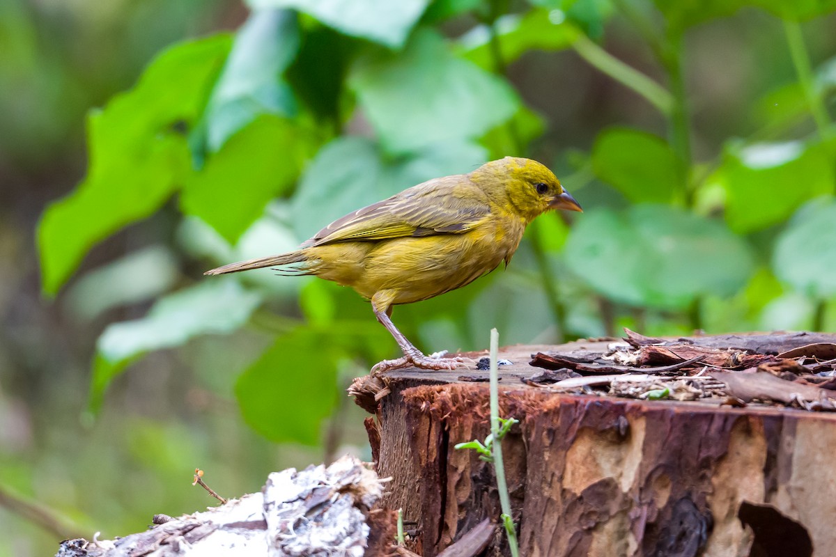 Holub's Golden-Weaver - ML641620807