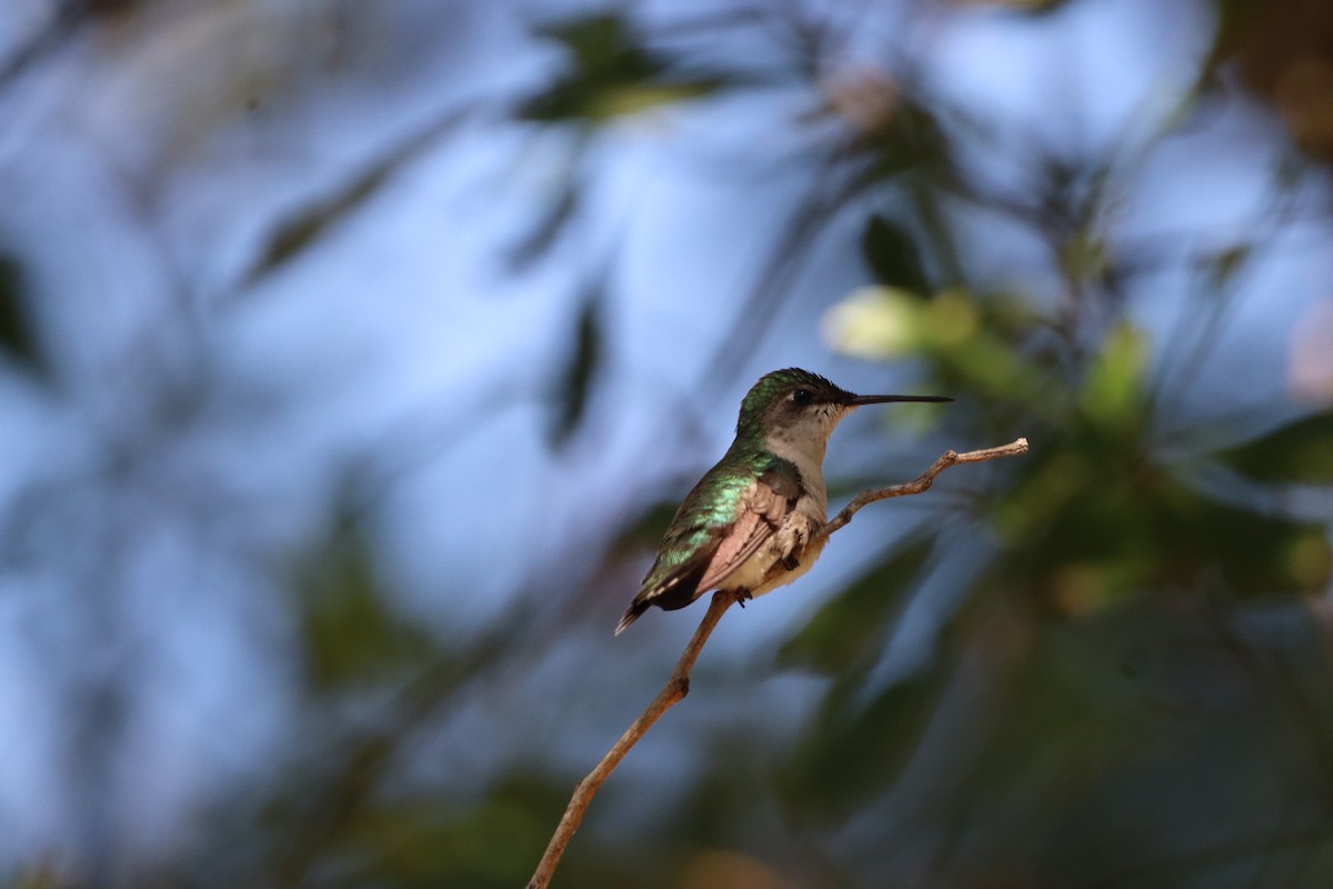 Colibri à gorge rubis - ML641620823