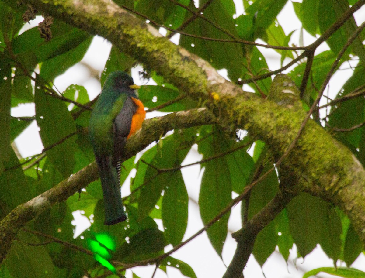 Trogon rosalba (aurantiiventris/underwoodi) - ML641620841