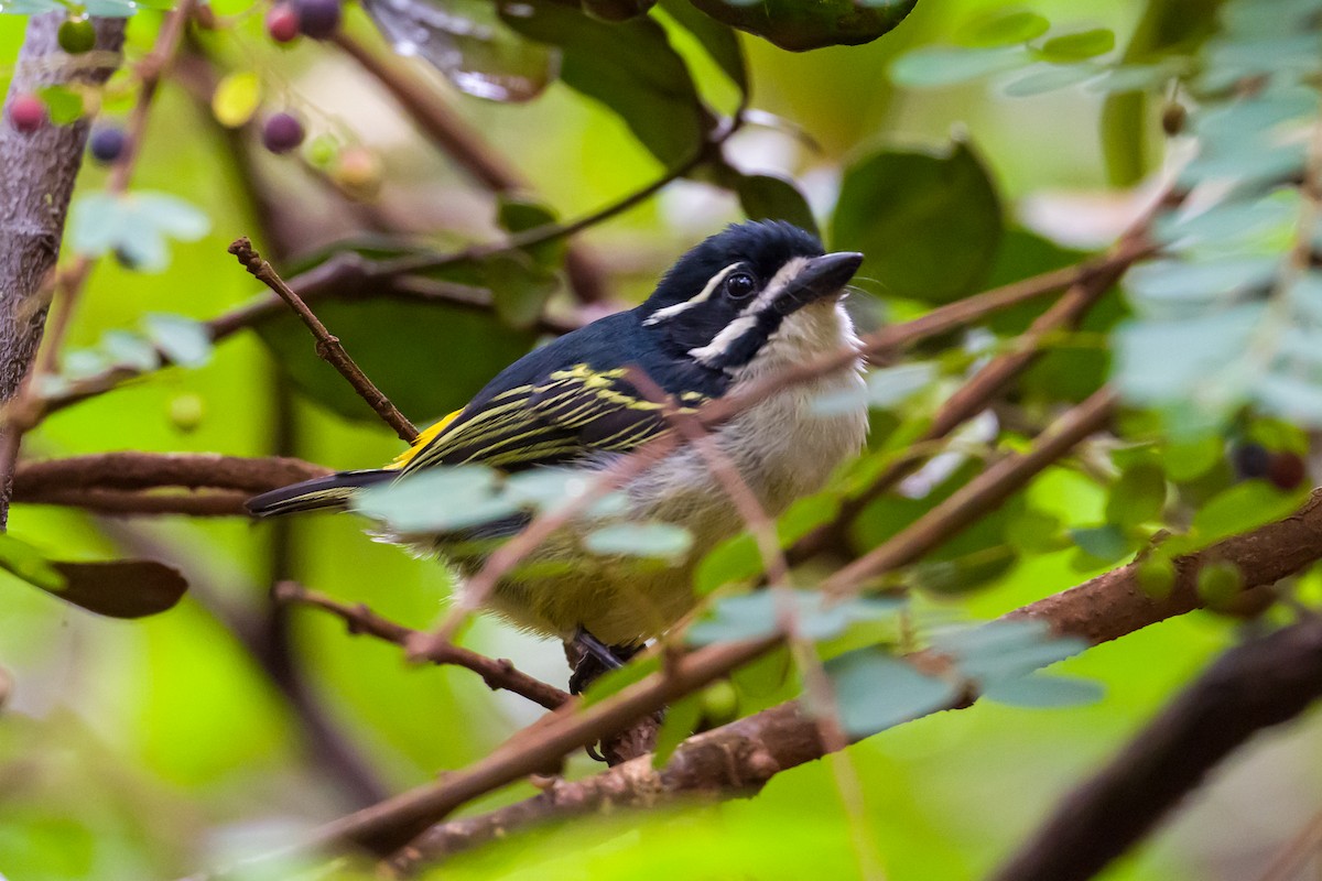 Yellow-rumped Tinkerbird - ML641620842