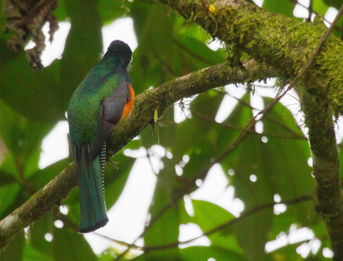 Trogon rosalba (aurantiiventris/underwoodi) - ML641620845