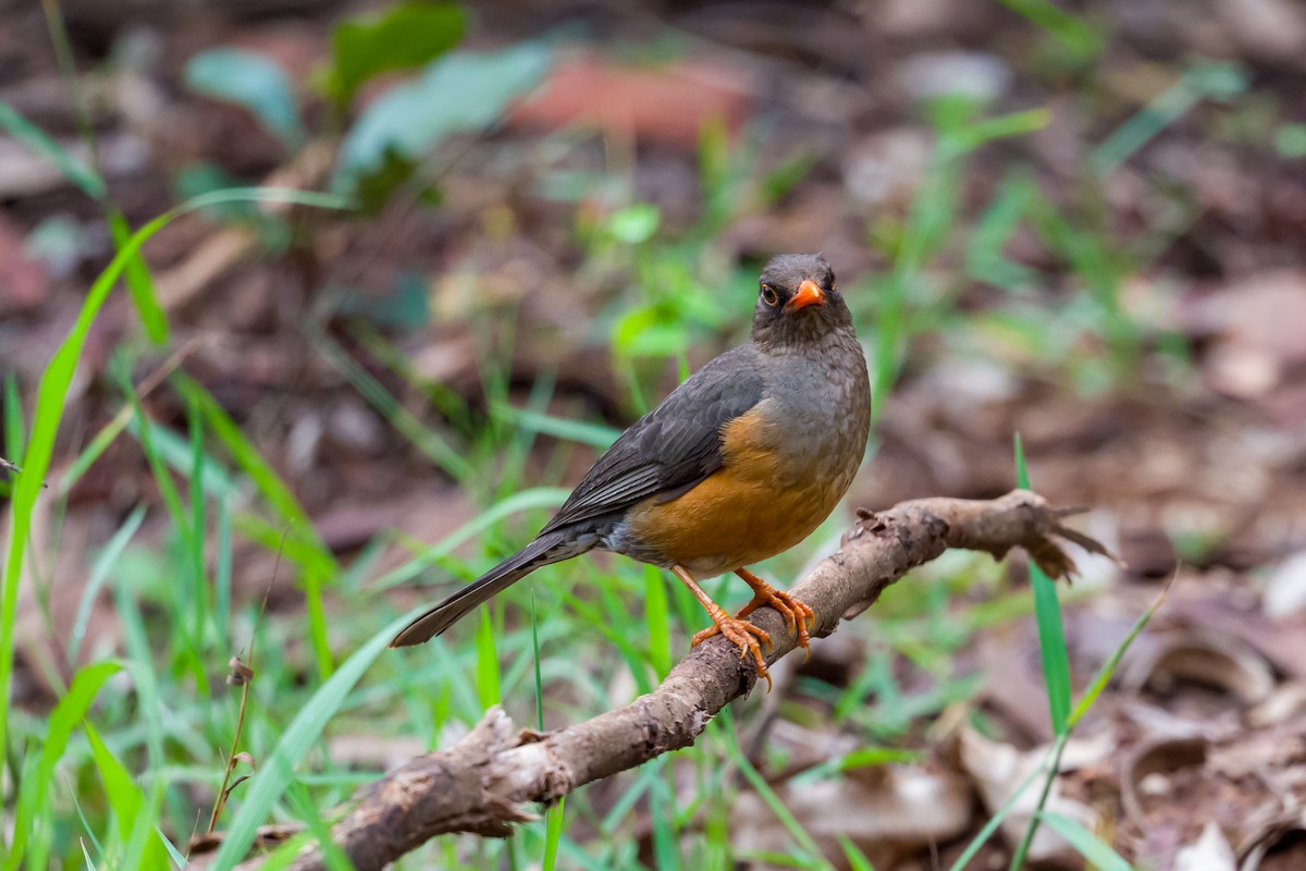 Abyssinian Thrush - ML641620871
