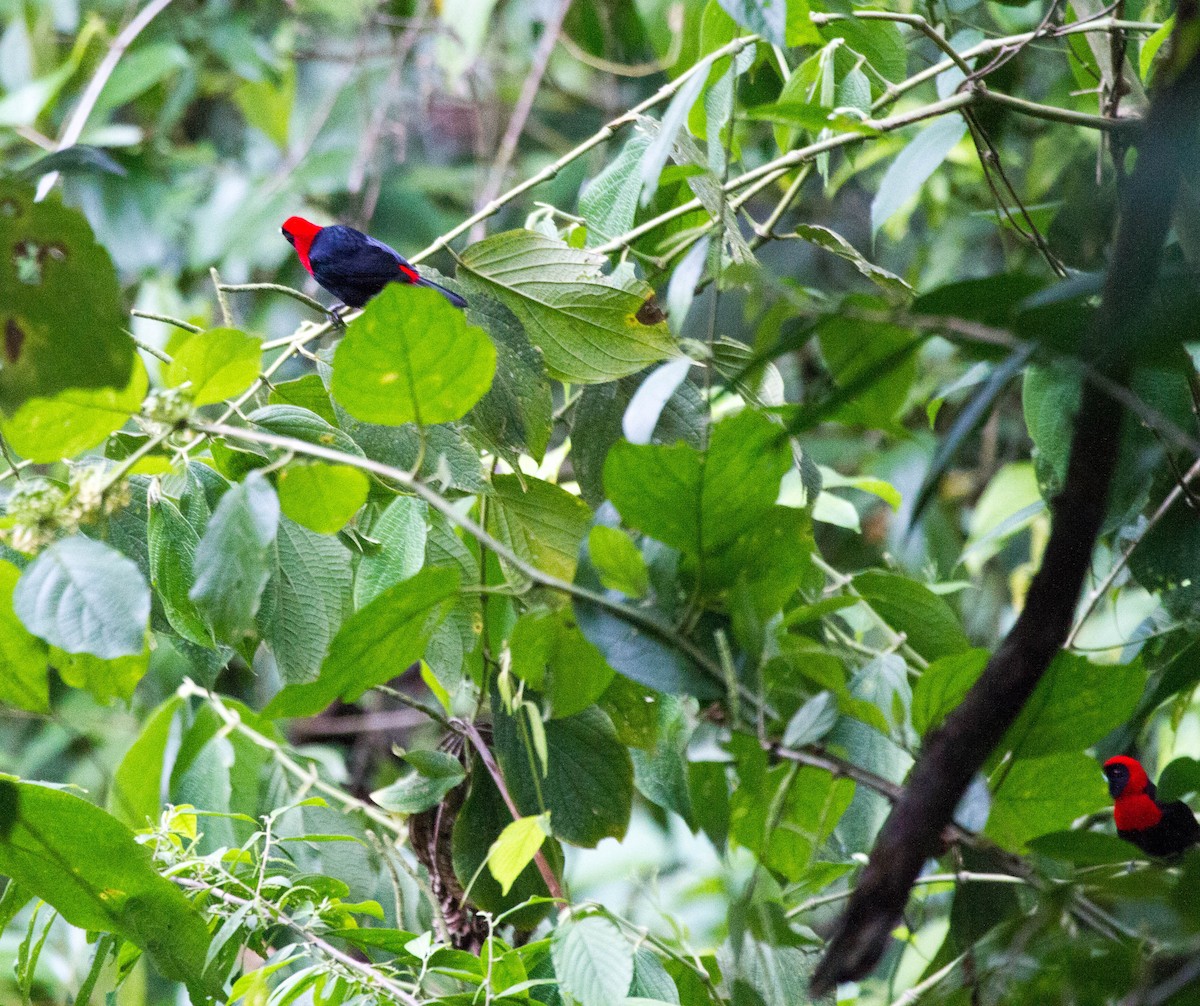 Crimson-collared Tanager - ML641620874