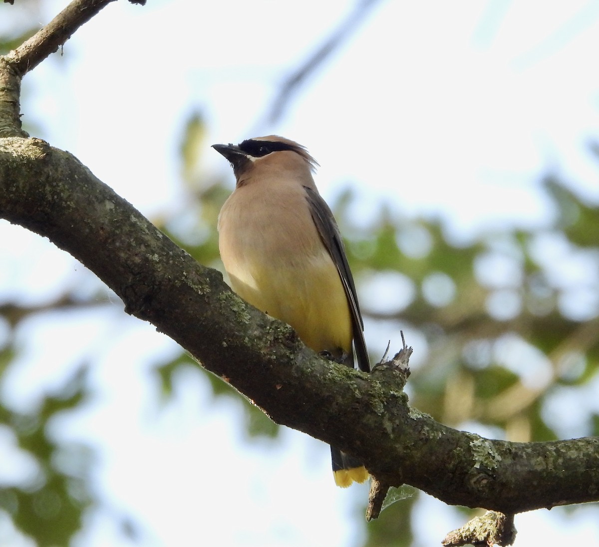 Cedar Waxwing - ML641620884