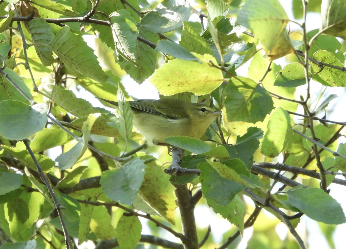 Tennessee Warbler - ML641620891