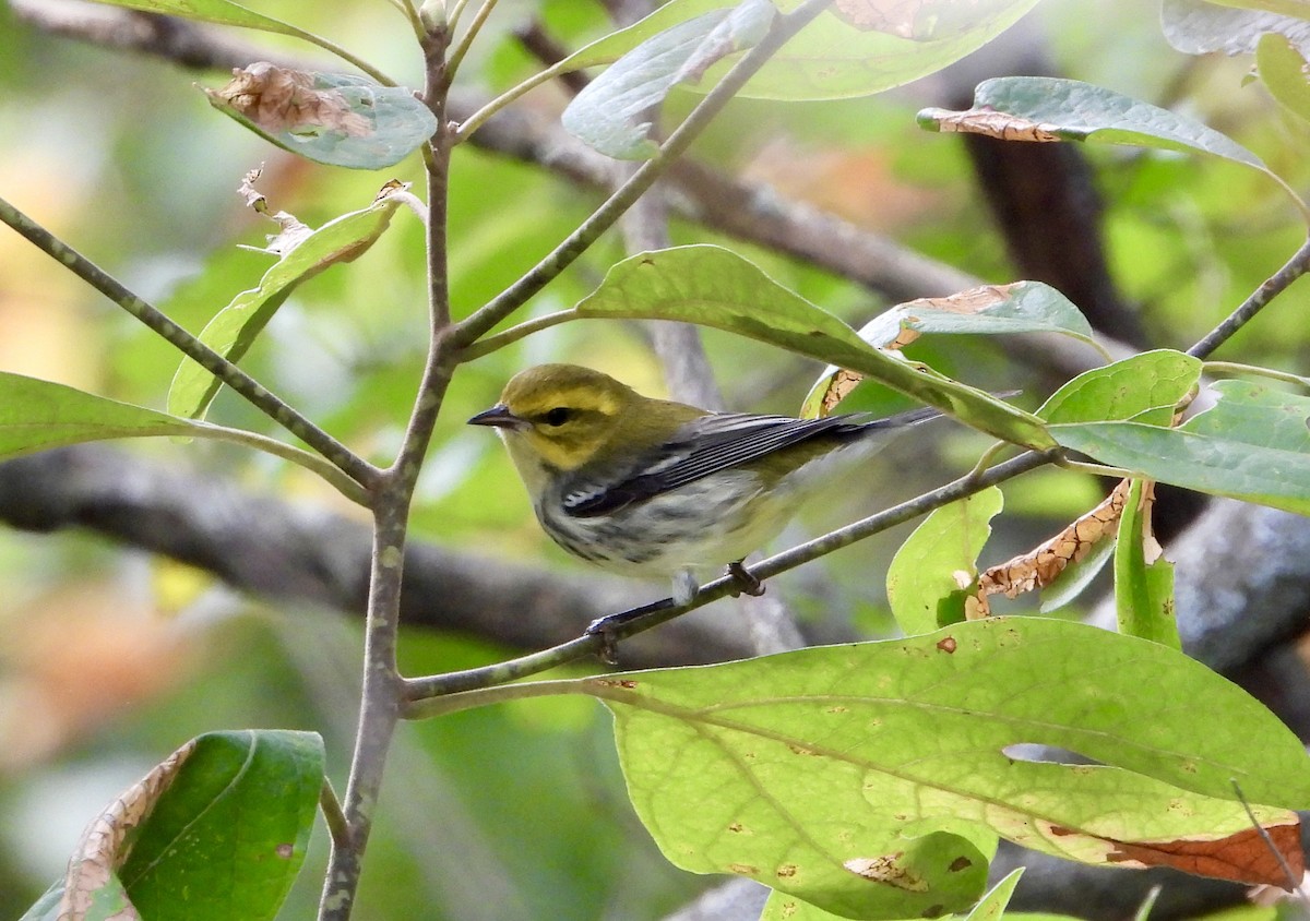 Black-throated Green Warbler - ML641620896