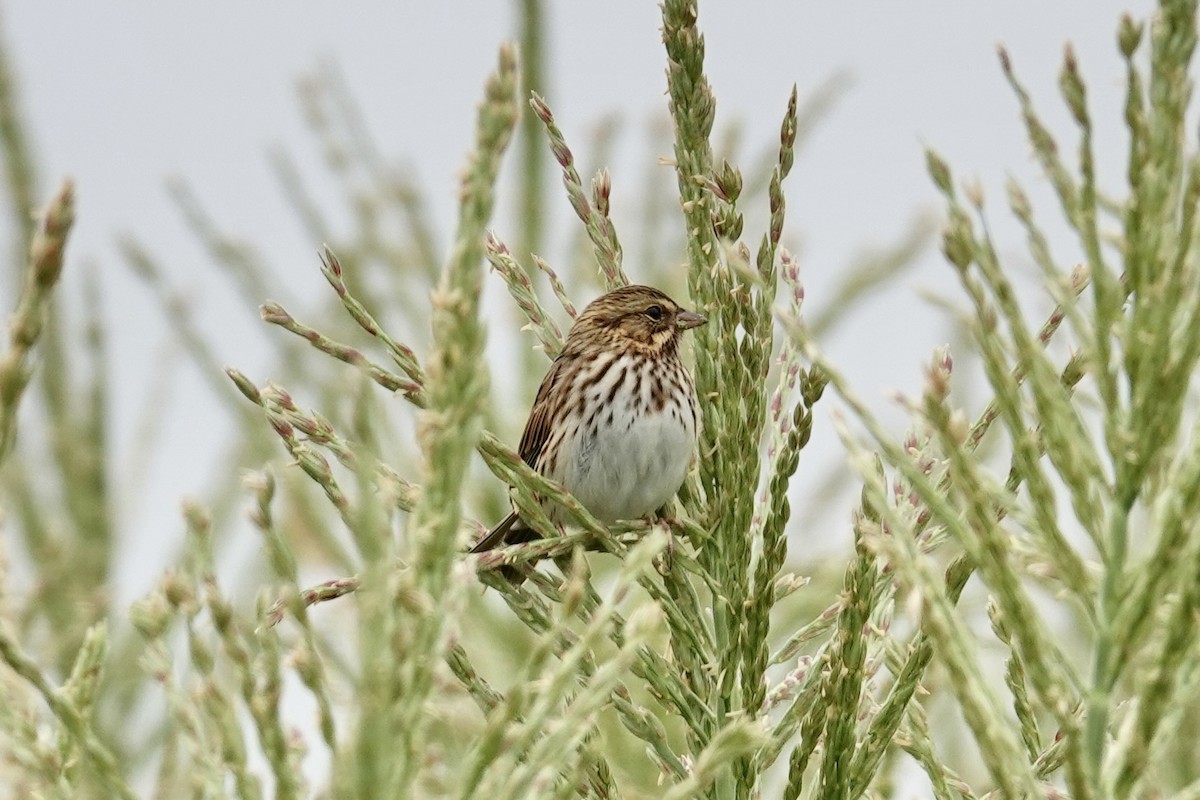 Savannah Sparrow - ML641620905