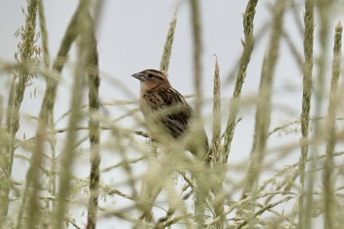 Bobolink - ML641620910