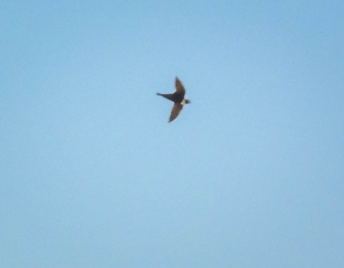 White-collared Swift - ML641620913